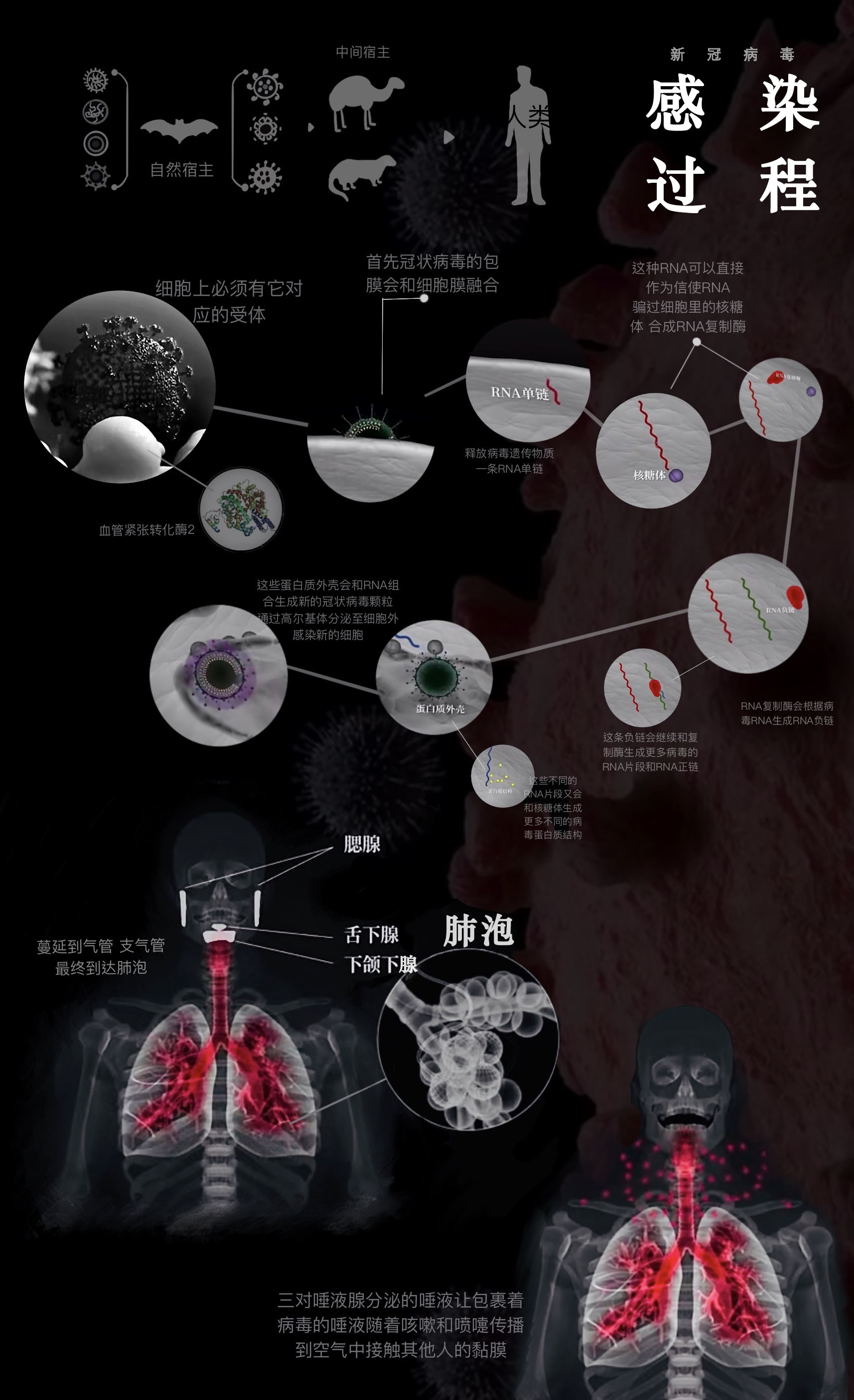 文件型病毒传染的主要对象是扩展名-文件型病毒：揭秘传染方式
