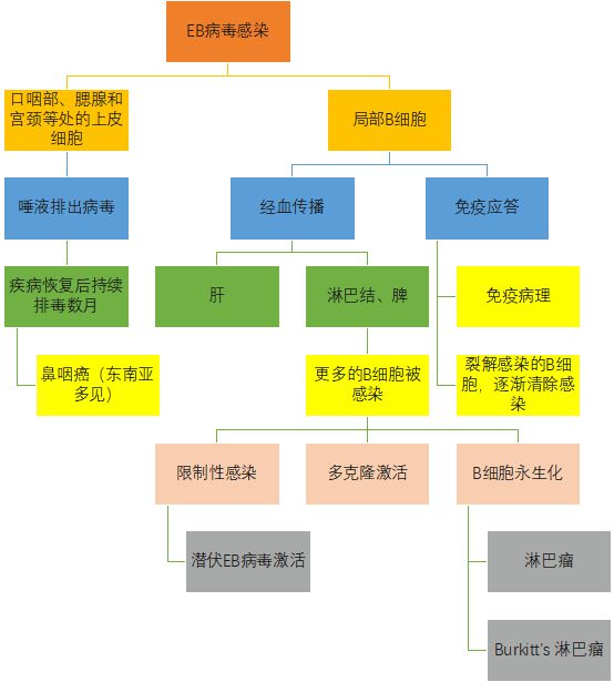 文件病毒传染对象主要是_文件型病毒通常感染扩展名为_文件型病毒传染的主要对象是扩展名