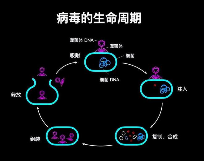 文件型病毒通常感染扩展名为_文件型病毒传染的主要对象是扩展名_文件病毒传染对象主要是