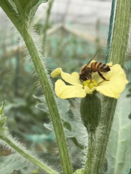 蜜蜂蛰了头晕怎么办_被地雷蜜蜂蛰后头疼怎么办_蜜蜂蛰了头疼怎么回事