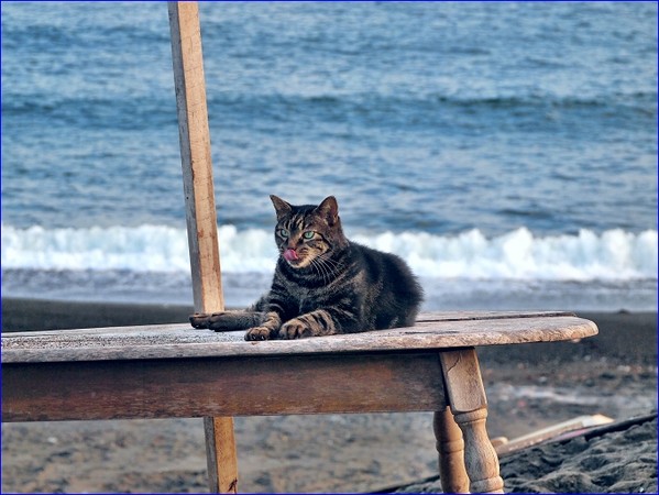猫超级密码_超级猫_猫超级粘人