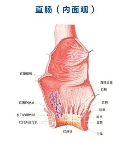 肛门失禁的定义_男同肛门失禁_肛门失禁的可以治疗吗