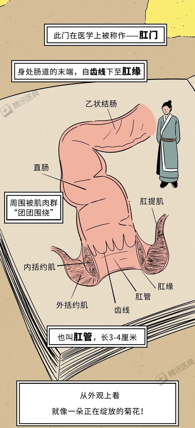 肛门失禁的可以治疗吗_肛门失禁的定义_男同肛门失禁
